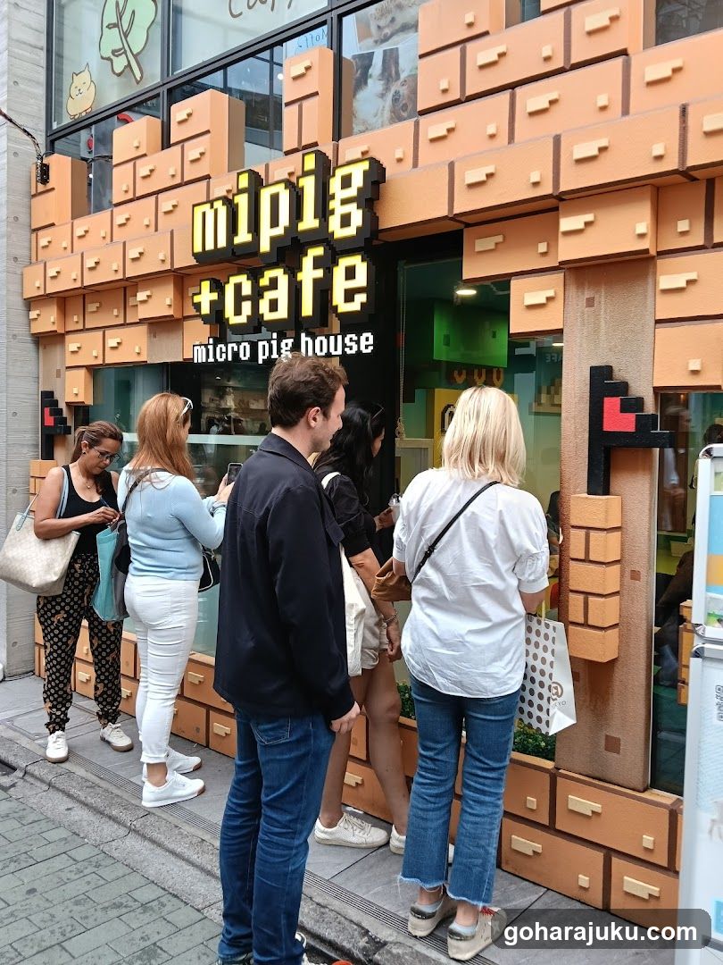 mipig cafe Harajuku - general