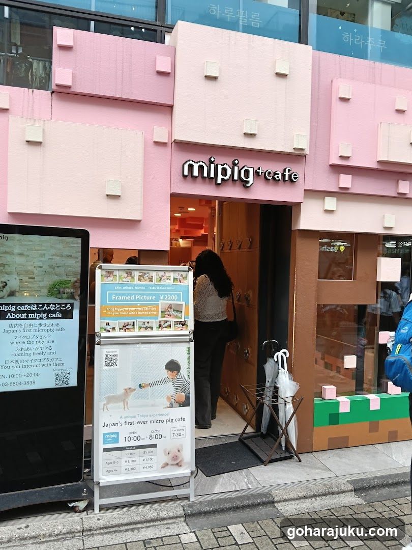 mipig cafe Harajuku