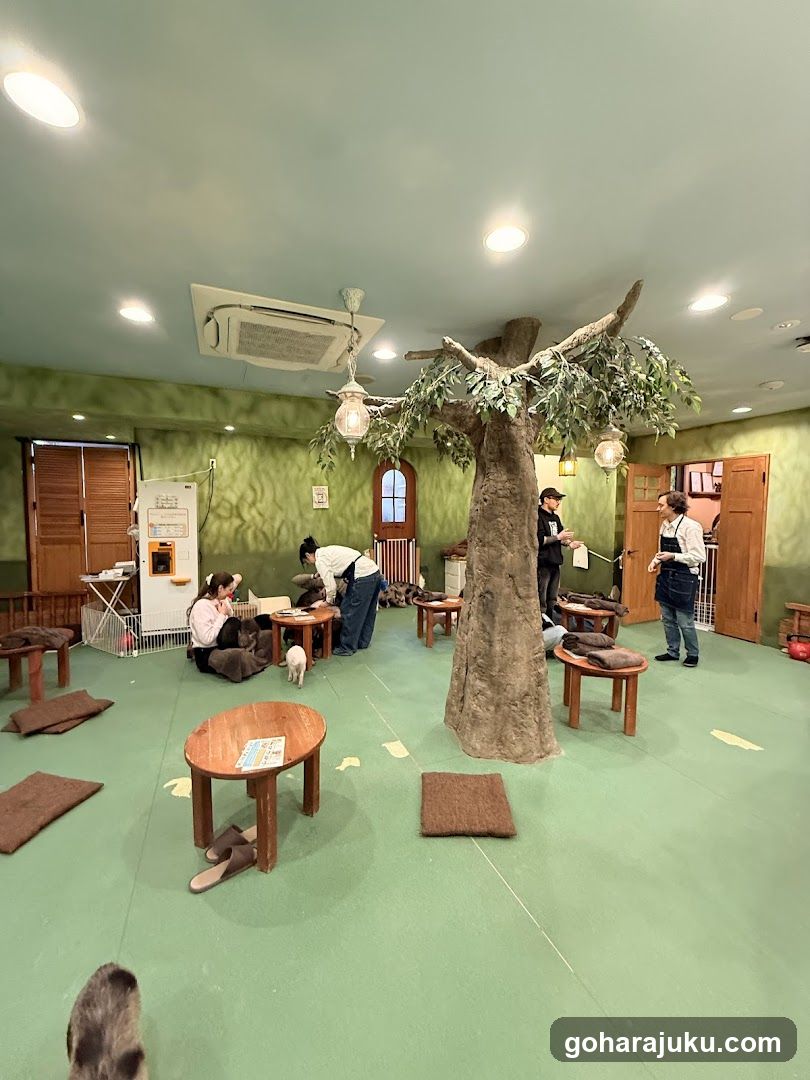mipig cafe Harajuku