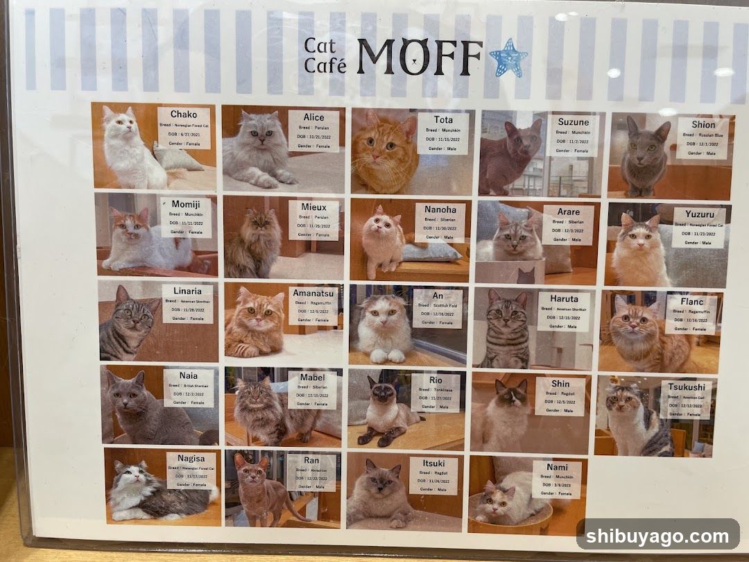 Cat Cafe MOFF CUTE CUBE