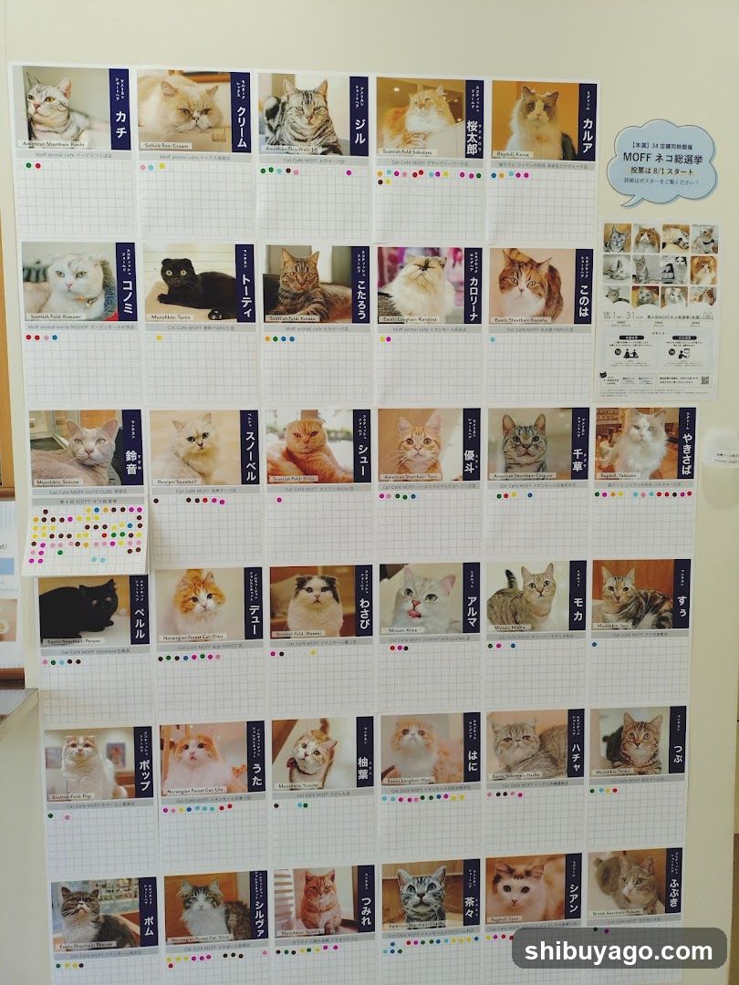 Cat Adoption Board