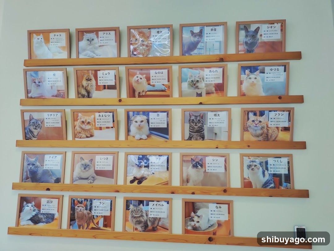 Cat Photo Display Wall
