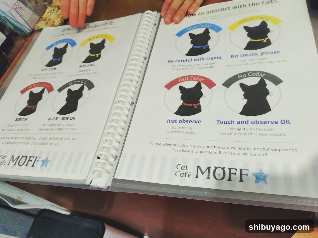 Cat Café MOFF Guide