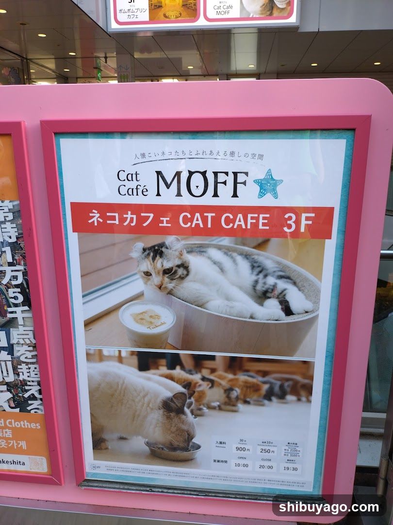 Cat Cafe MOFF Advertisement