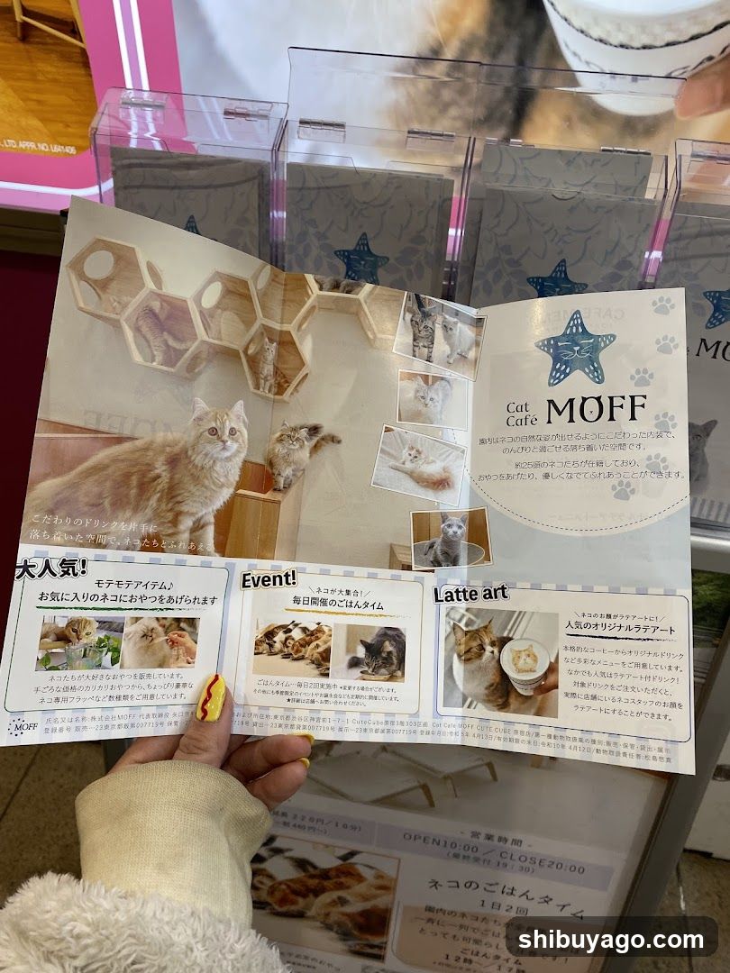 Cat Cafe MOFF Flyer