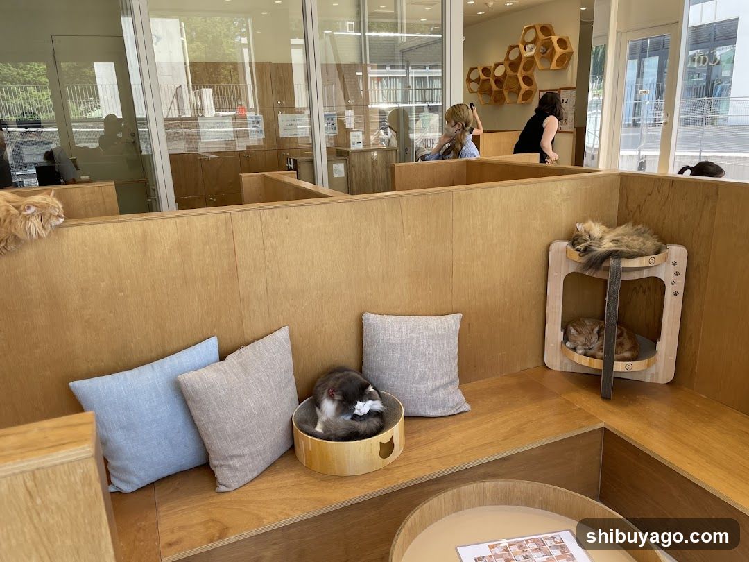 Cat Cafe Interior