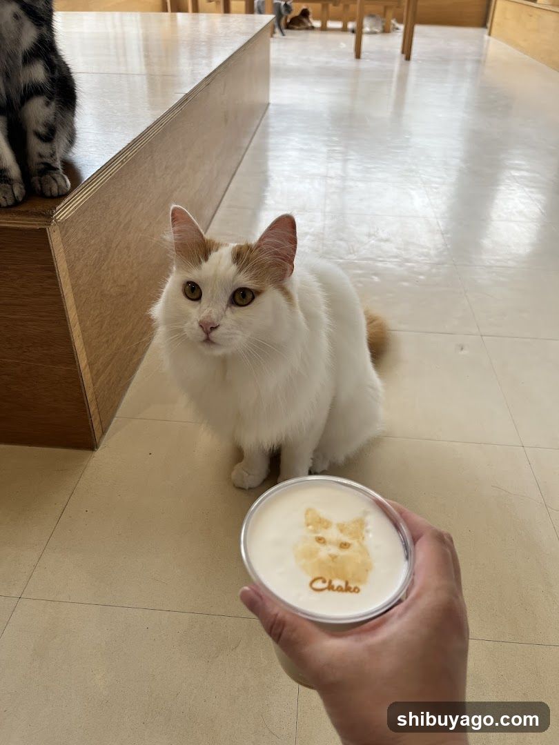 Cat Cafe Interior with Latte Art