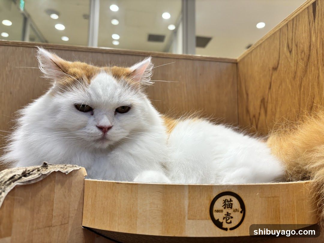 Cat in wooden box