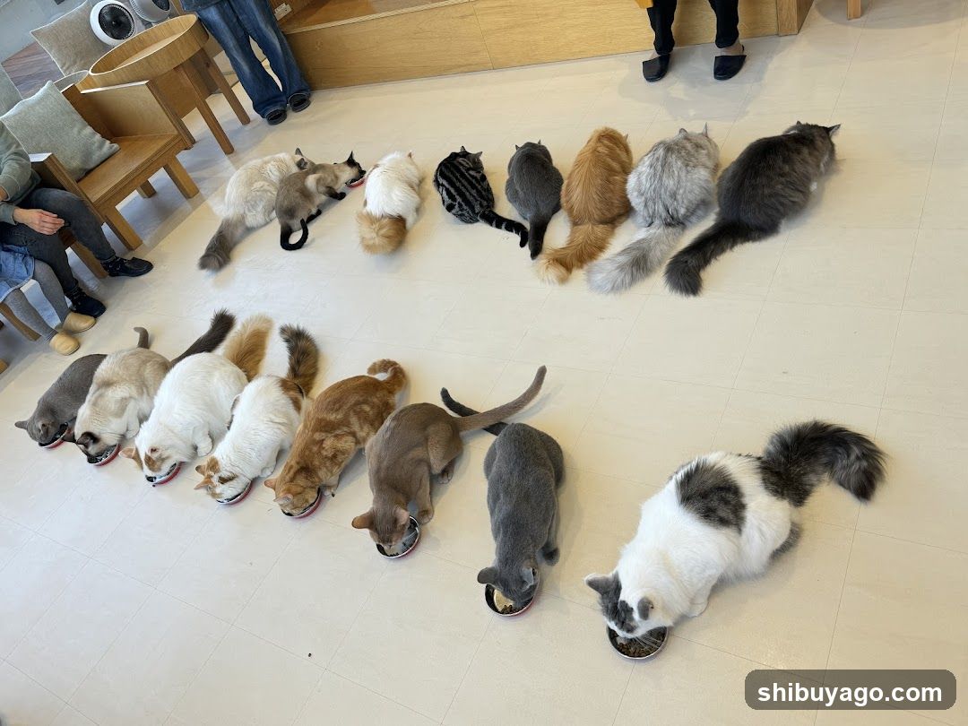 Cats Eating in a CafÃ©