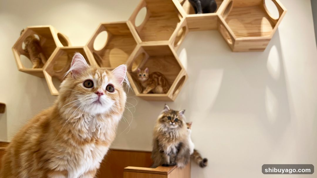 Cats in a cozy room with hexagonal wall shelves