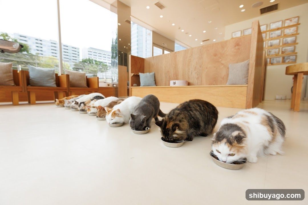 Cats Eating in a Cafeteria