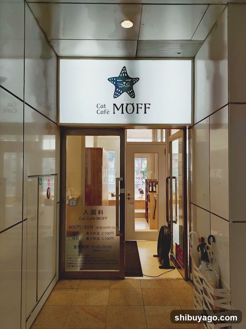 Cat Cafe MOFF CUTE CUBE