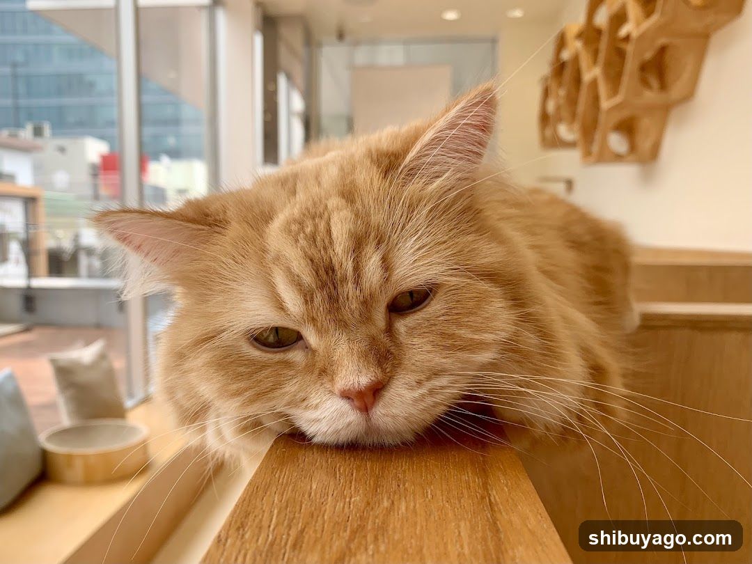Orange Cat Resting on Wooden Surface