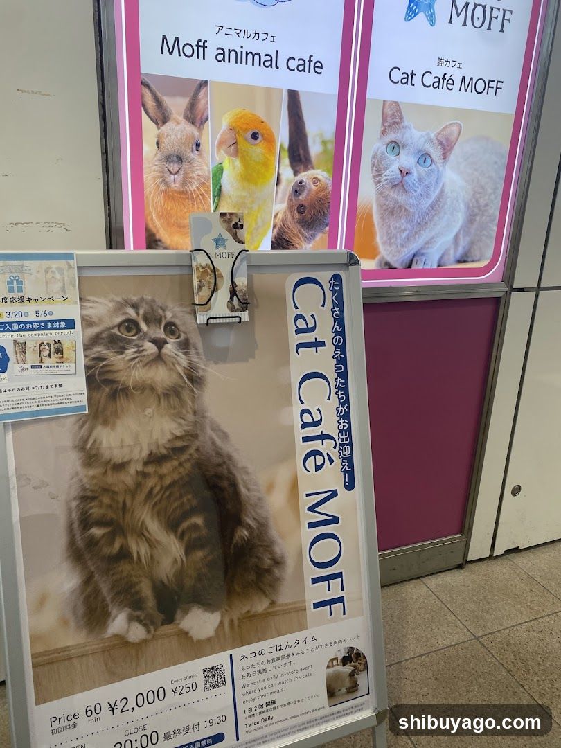 Cat Café MOFF Advertisement