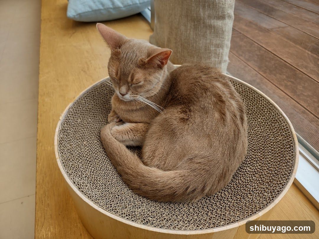 Cat Sleeping on Scratching Post