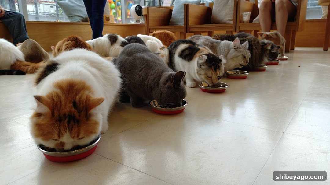 Cats Eating in a Cafe