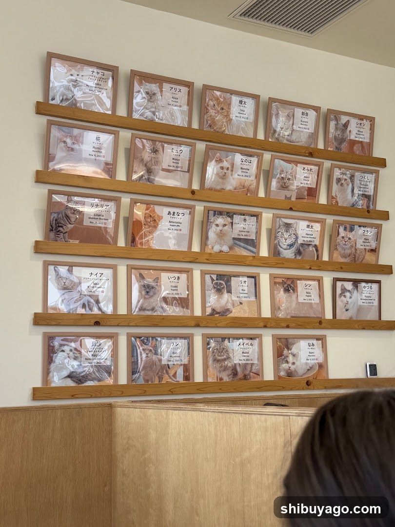Cat Display Wall