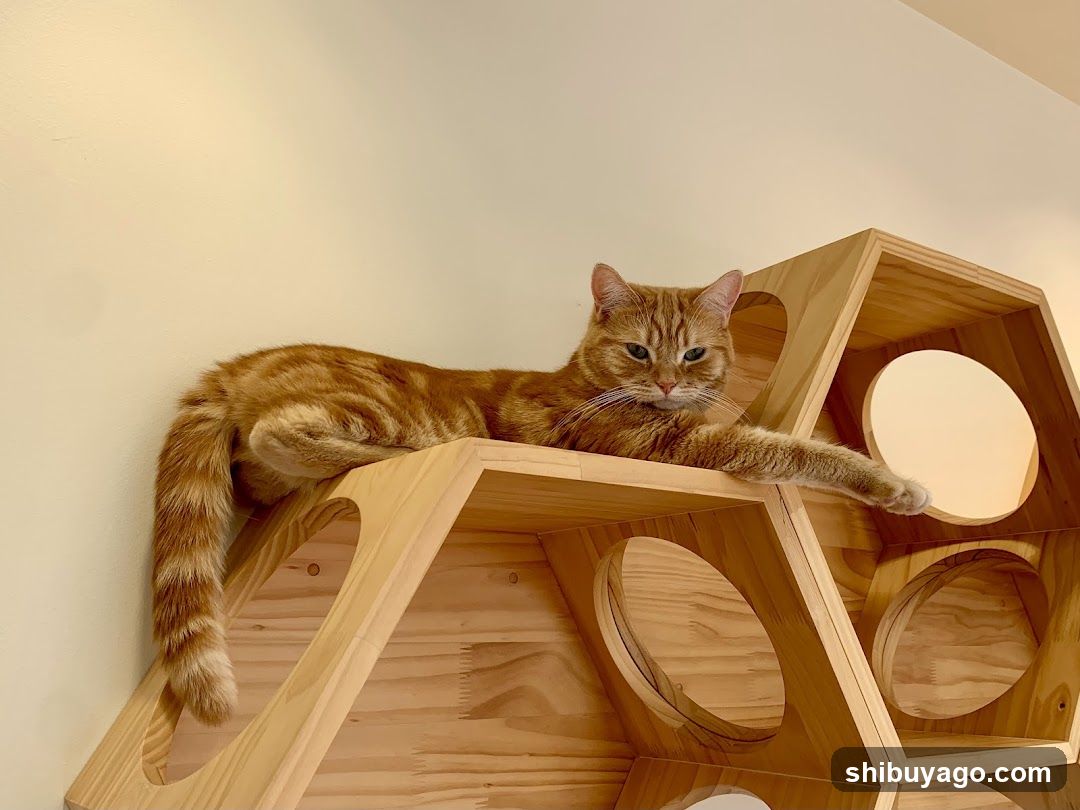 Cat on wooden structure