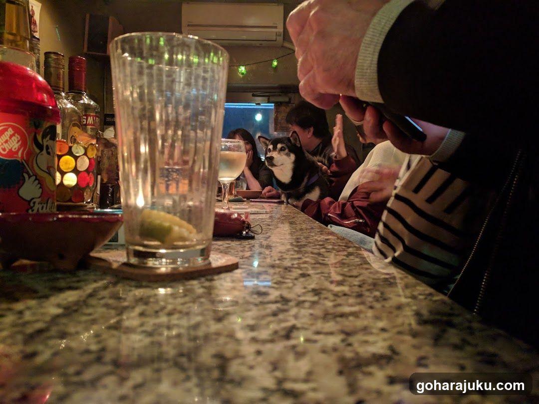 Bar Interior with Dog