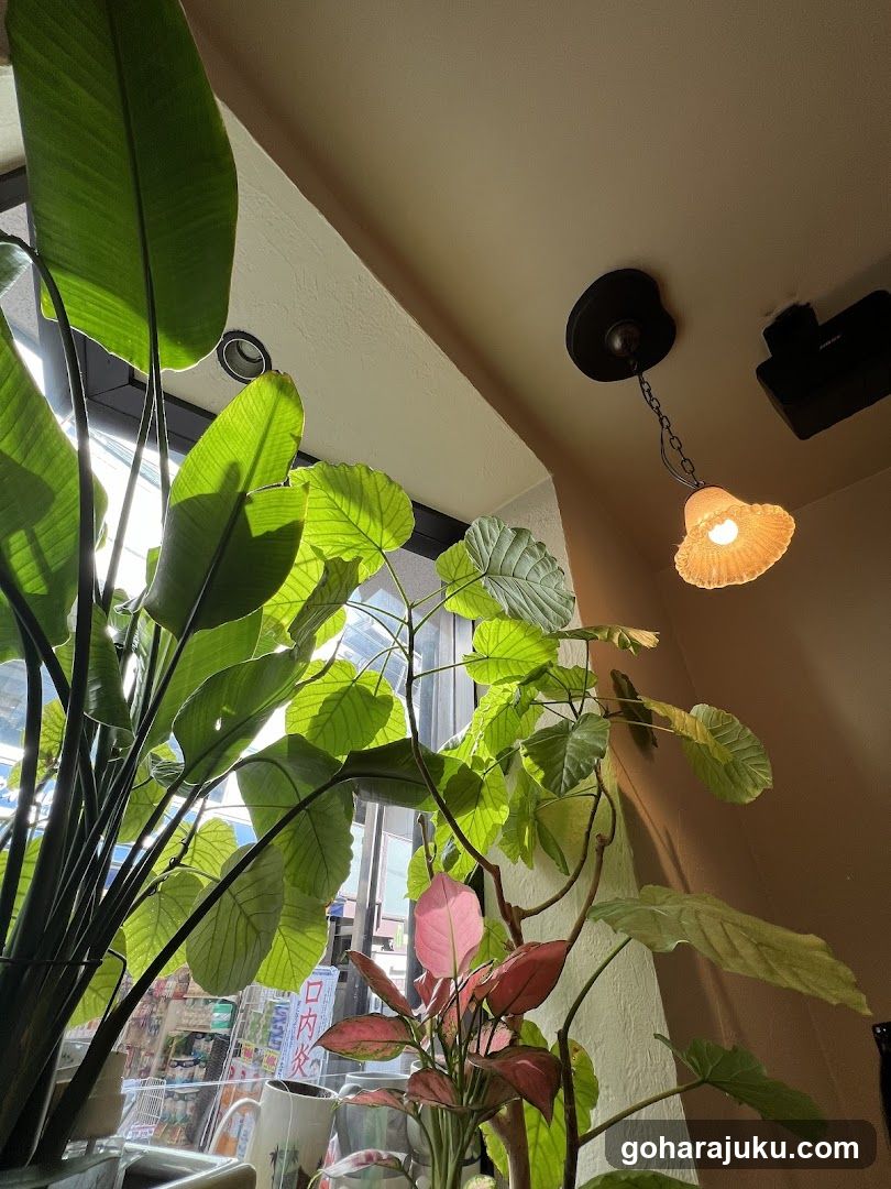 Indoor Plants and Lighting