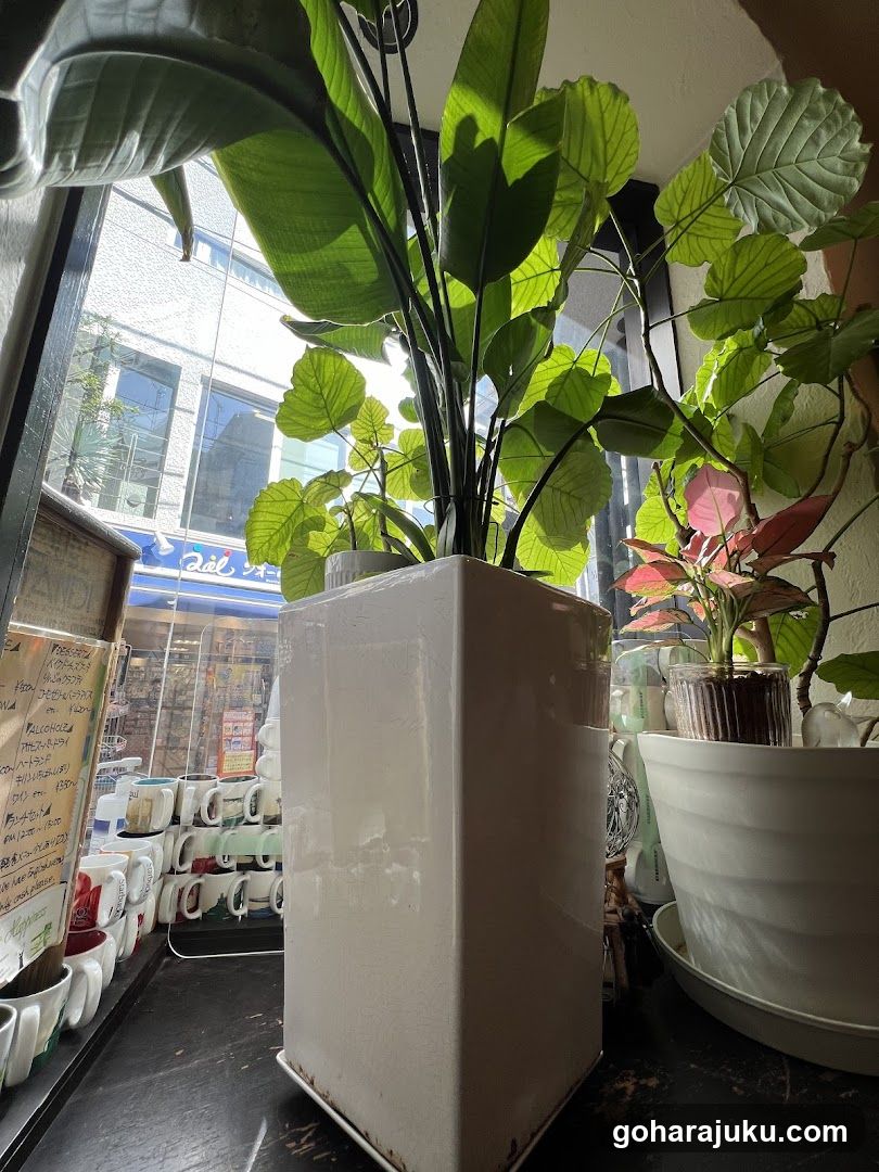 Indoor Plants and Shop Display