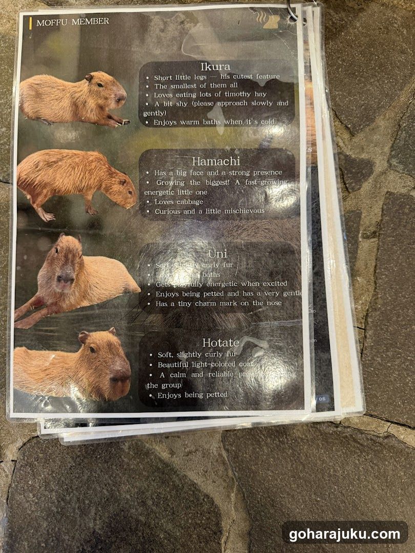 Moffu Member Info Sheet