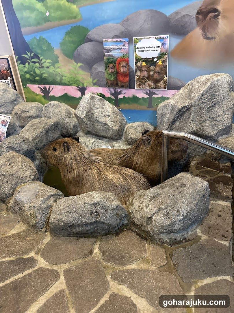 Capybara Exhibit with Posters