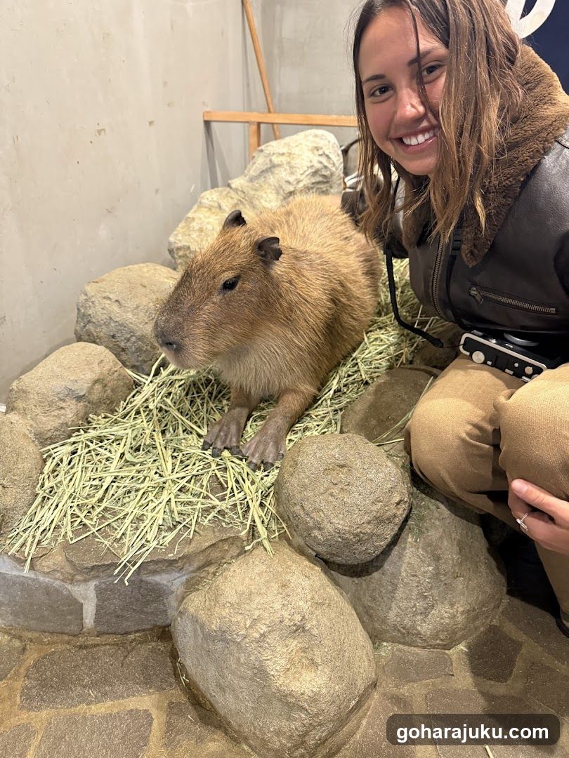 Woman with Capybara in Enclosure