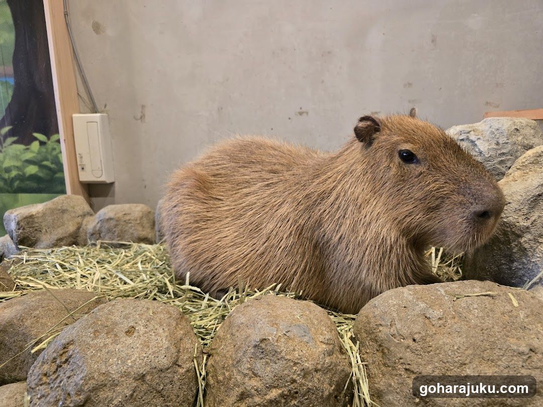 Capybara in enclosure