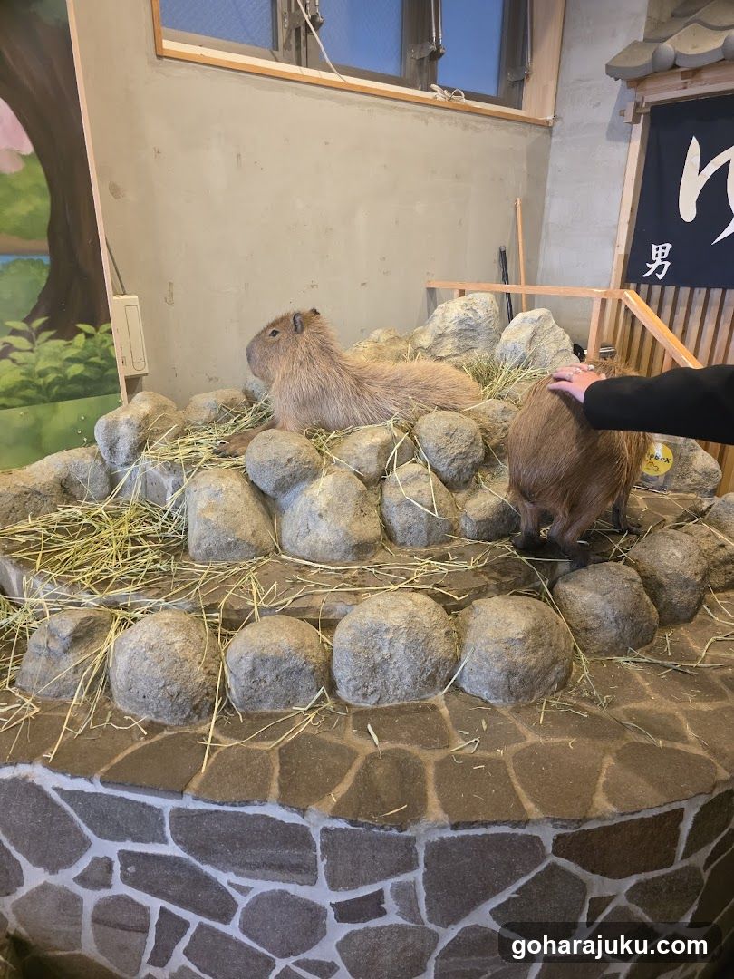 Capybara in enclosure