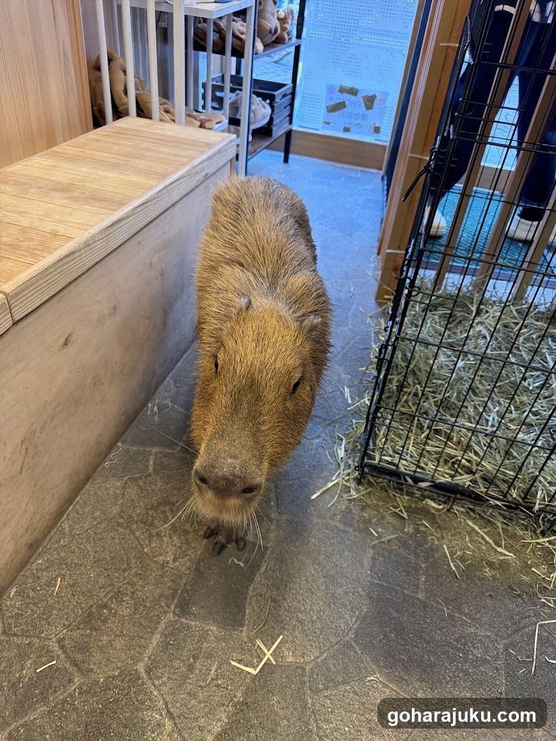 Capybara in enclosure
