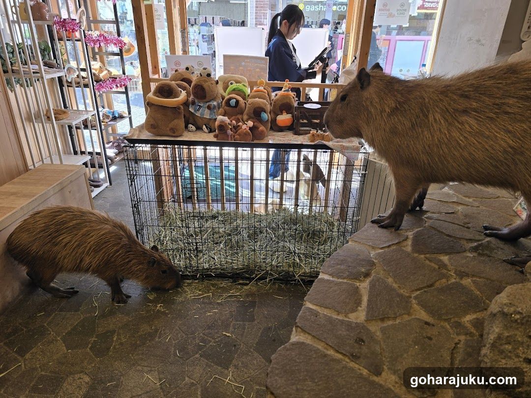 Capybara and stuffed animals display