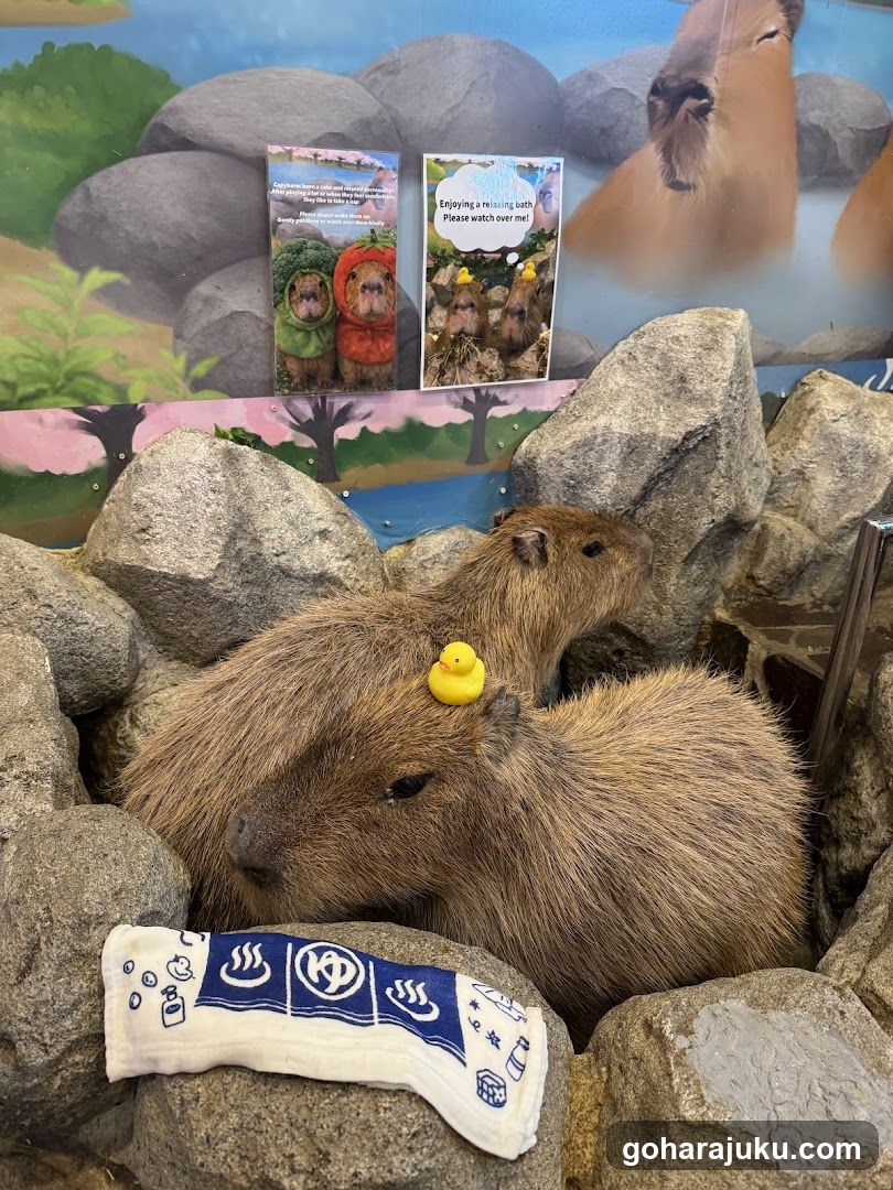 Capybara with rubber duck and towel