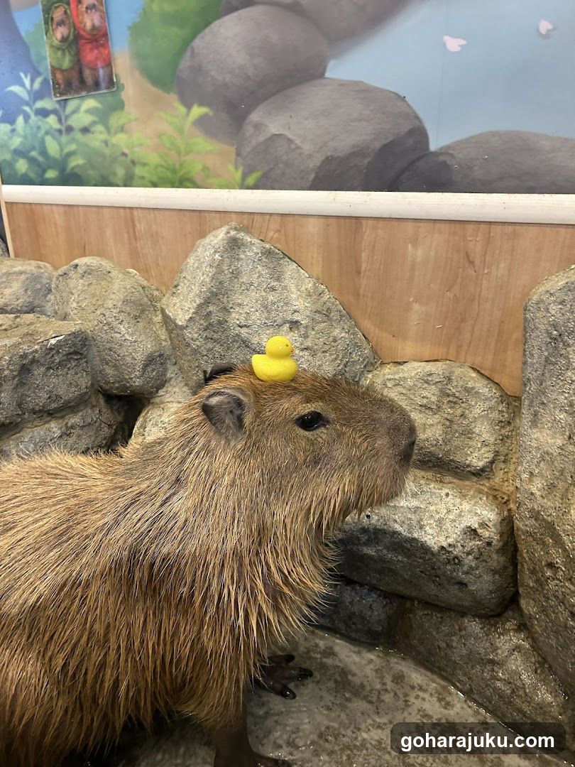 Capybara with Rubber Duck