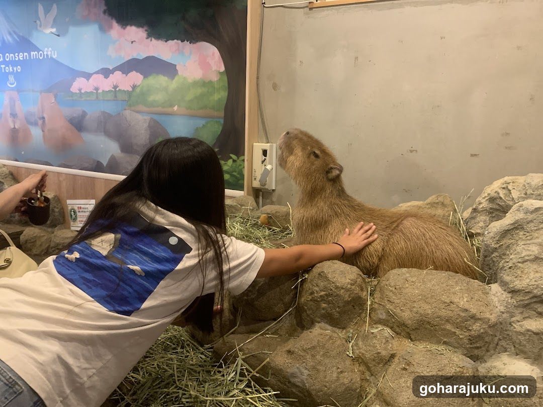 Capybara Petting Experience