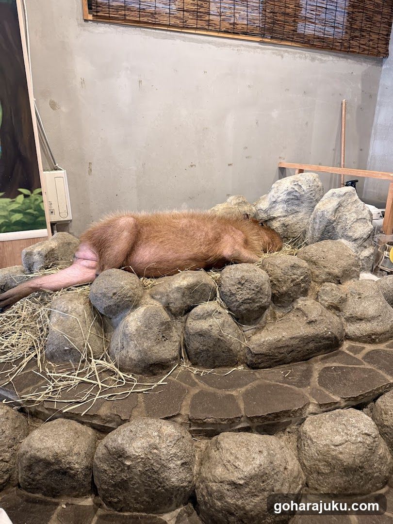 Resting Animal in Enclosure