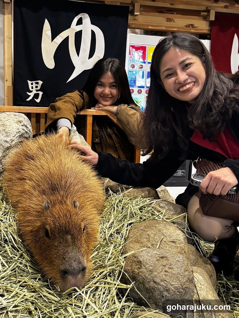 Capybara Petting Experience