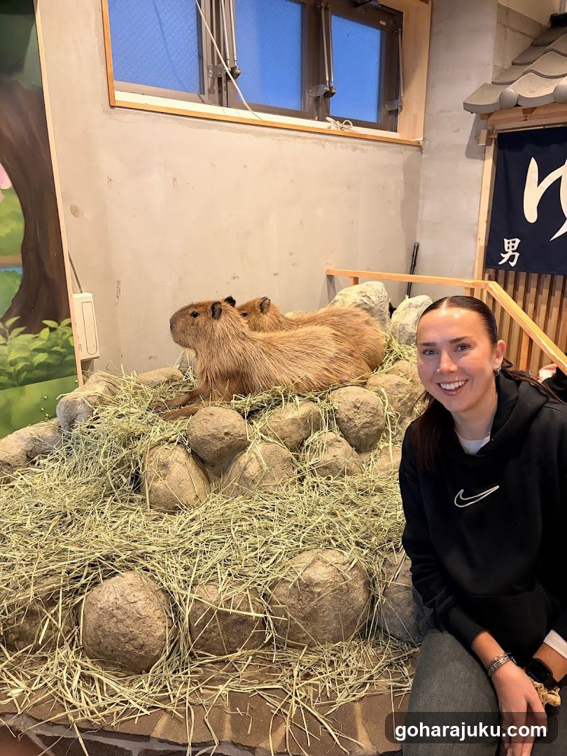 Capybara exhibit with visitor