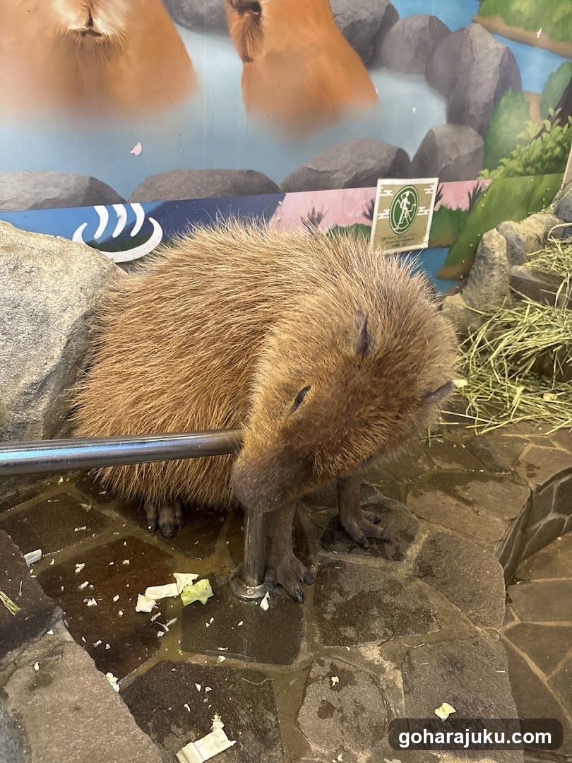 Capybara in enclosure