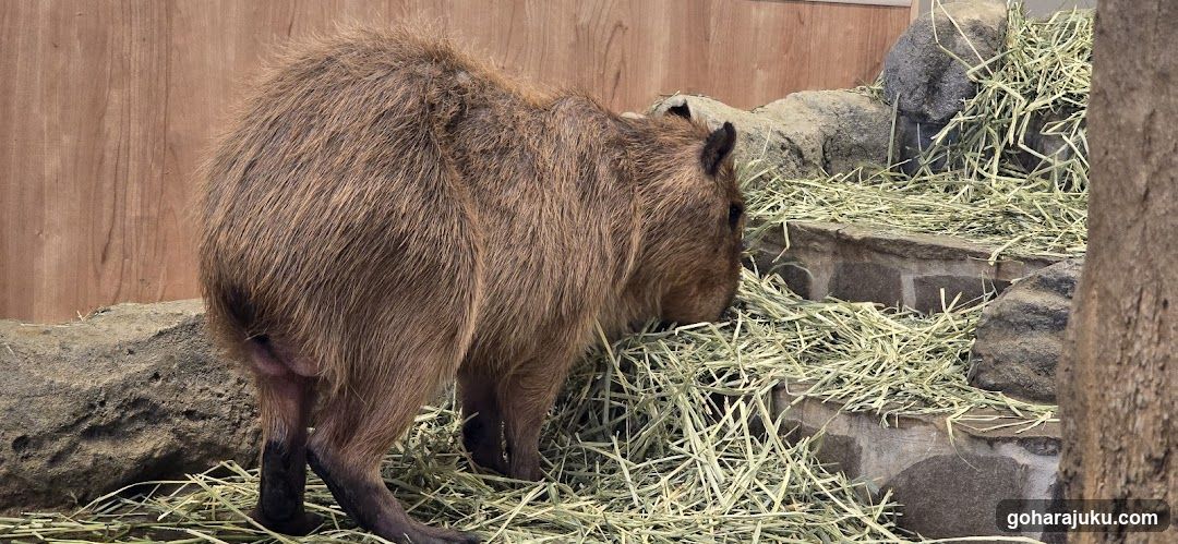 Capybara eating hay in enclosure