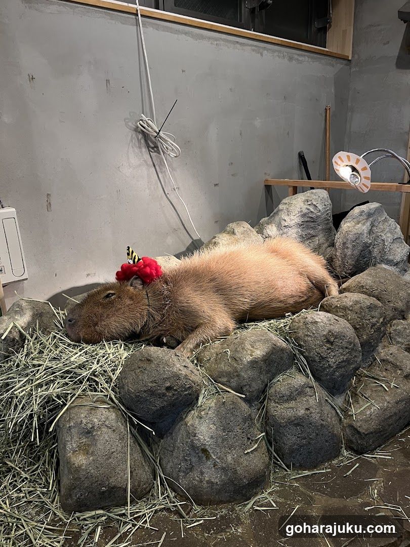 Capybara Resting with Headband