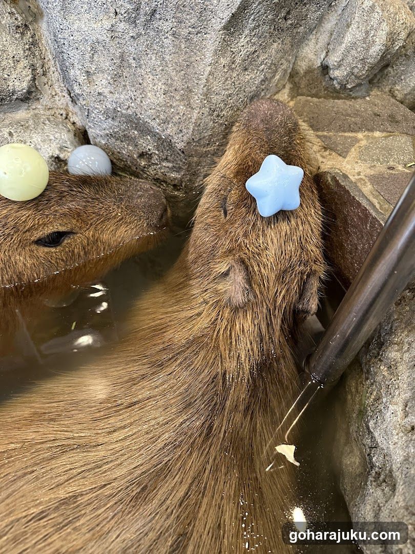 Capybaras in a bath with floating toys
