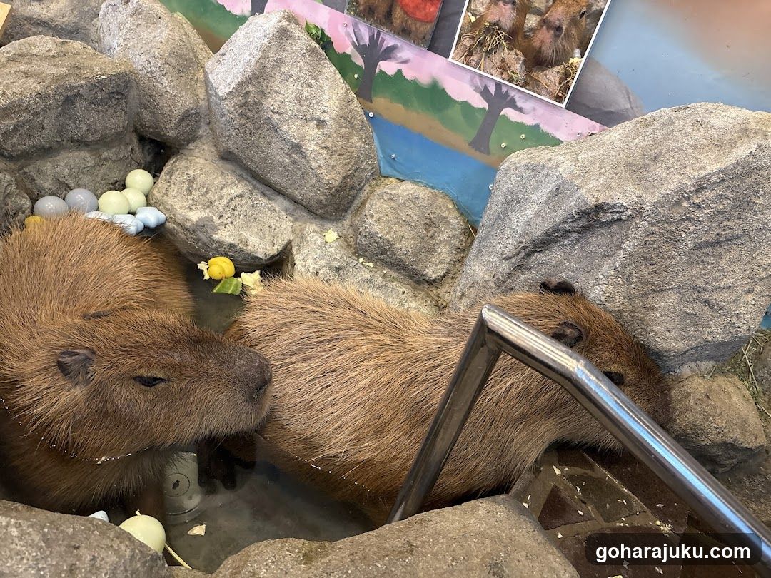 Capybaras in enclosure