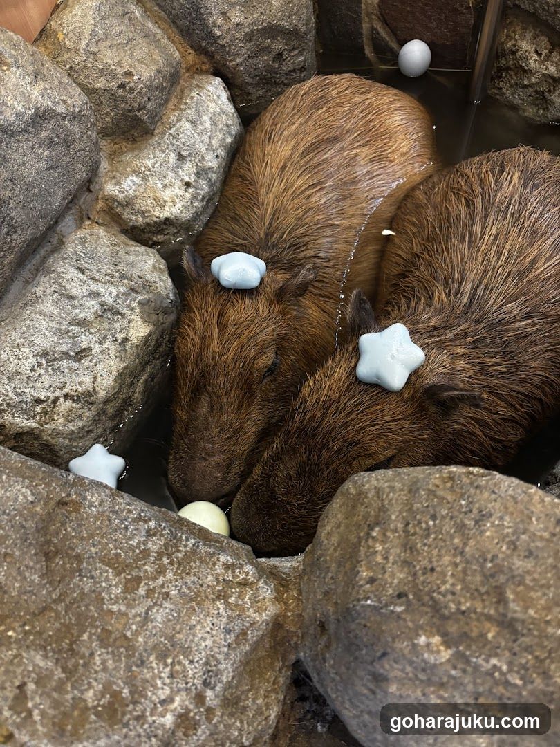Capybaras in a Rock Pool