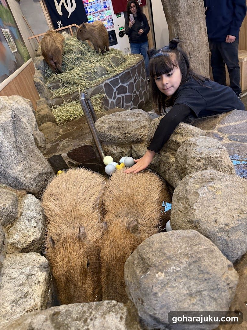 Capybara Encounter at Zoo or Petting Zoo