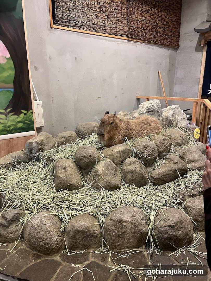 Capybara in enclosure