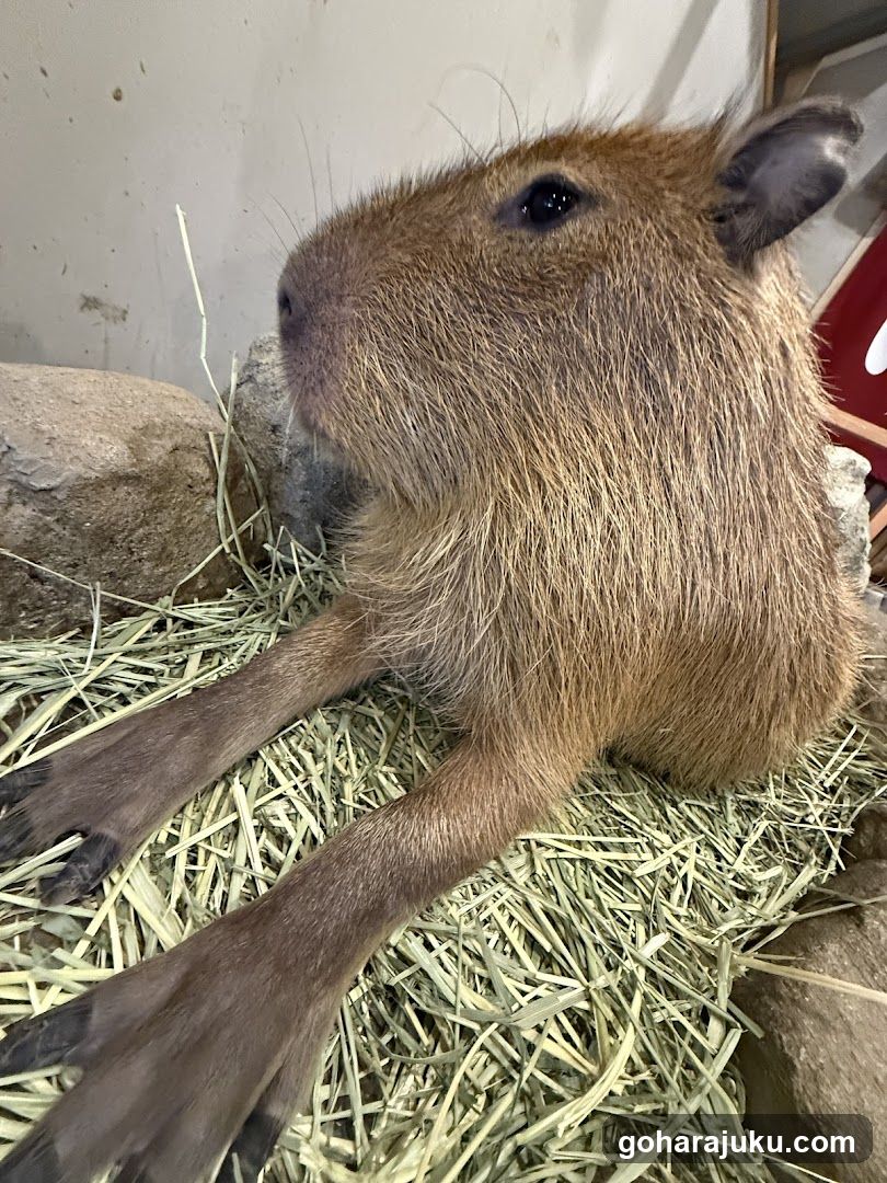 Capybara in Hay Bed