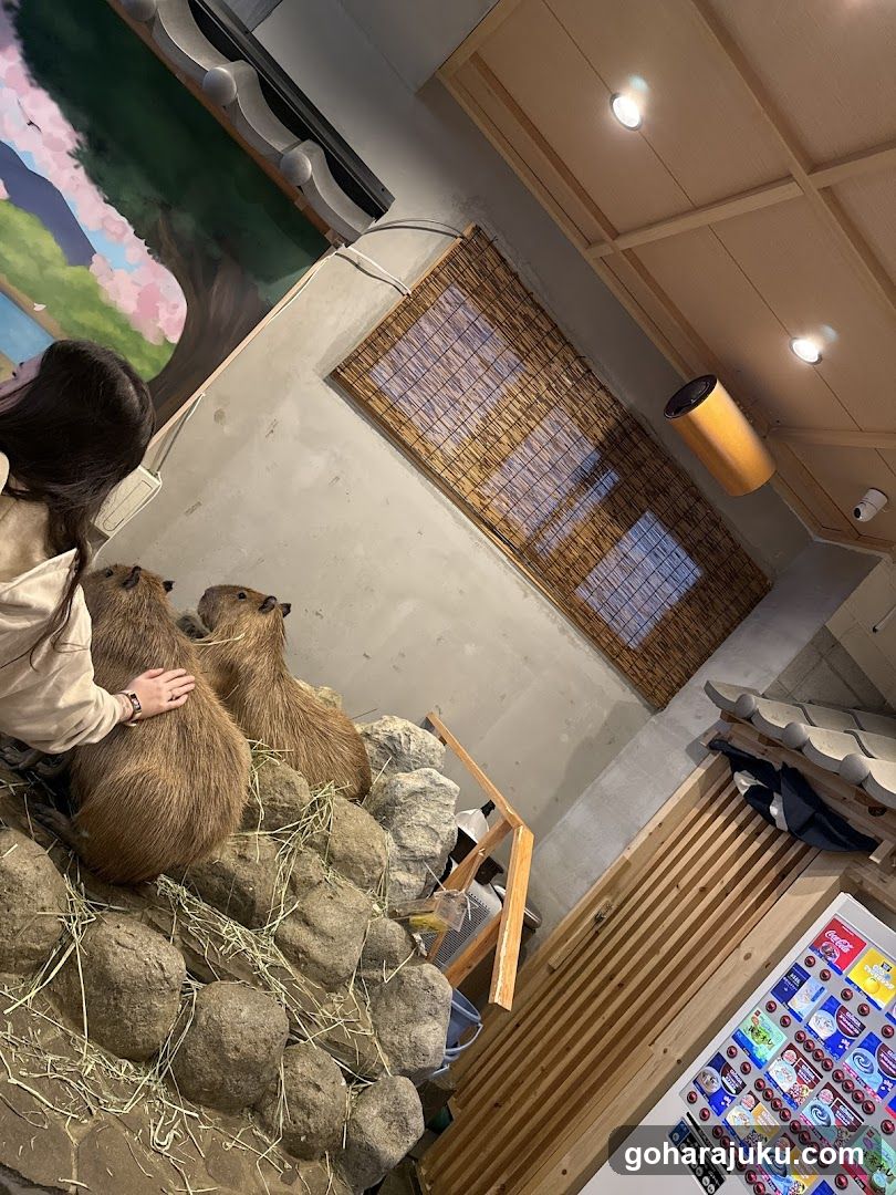 Capybara Encounter at Indoor Exhibit