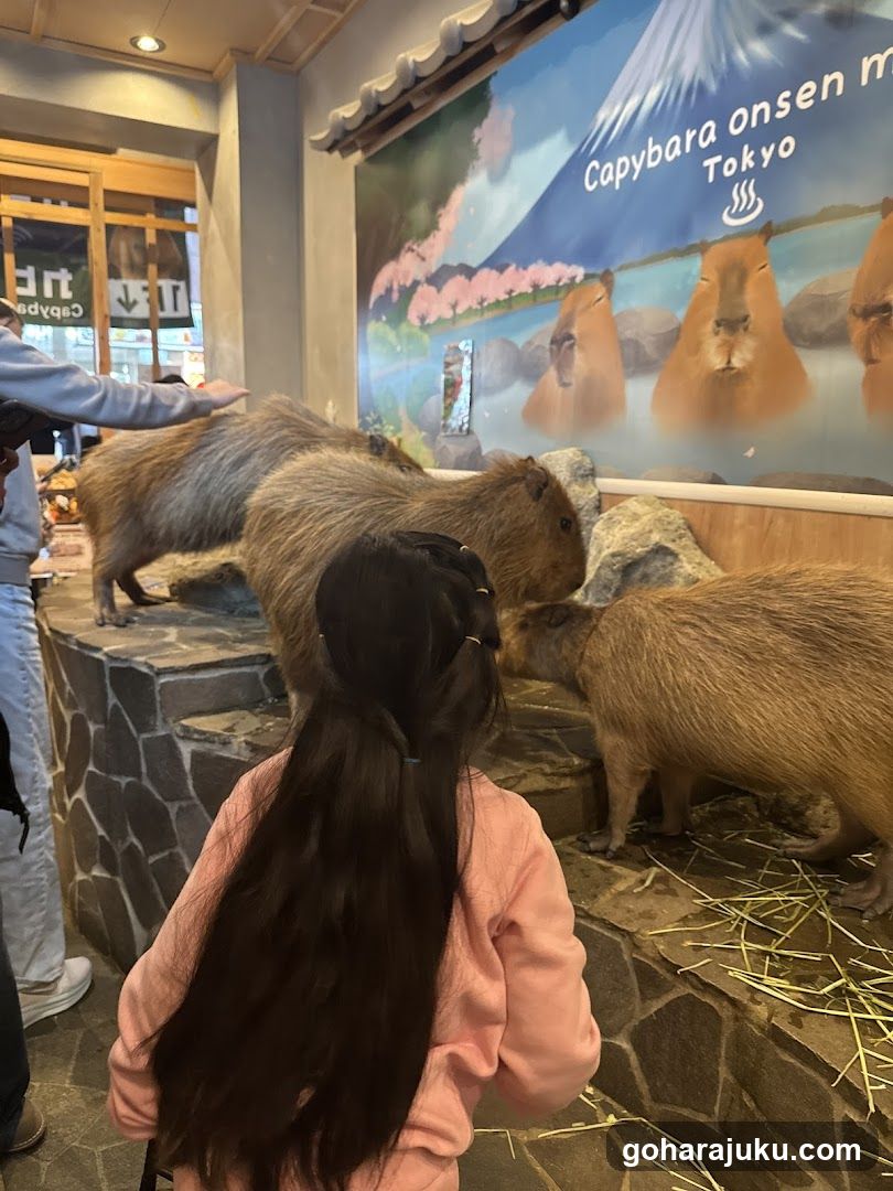 Capybara Onsen Experience