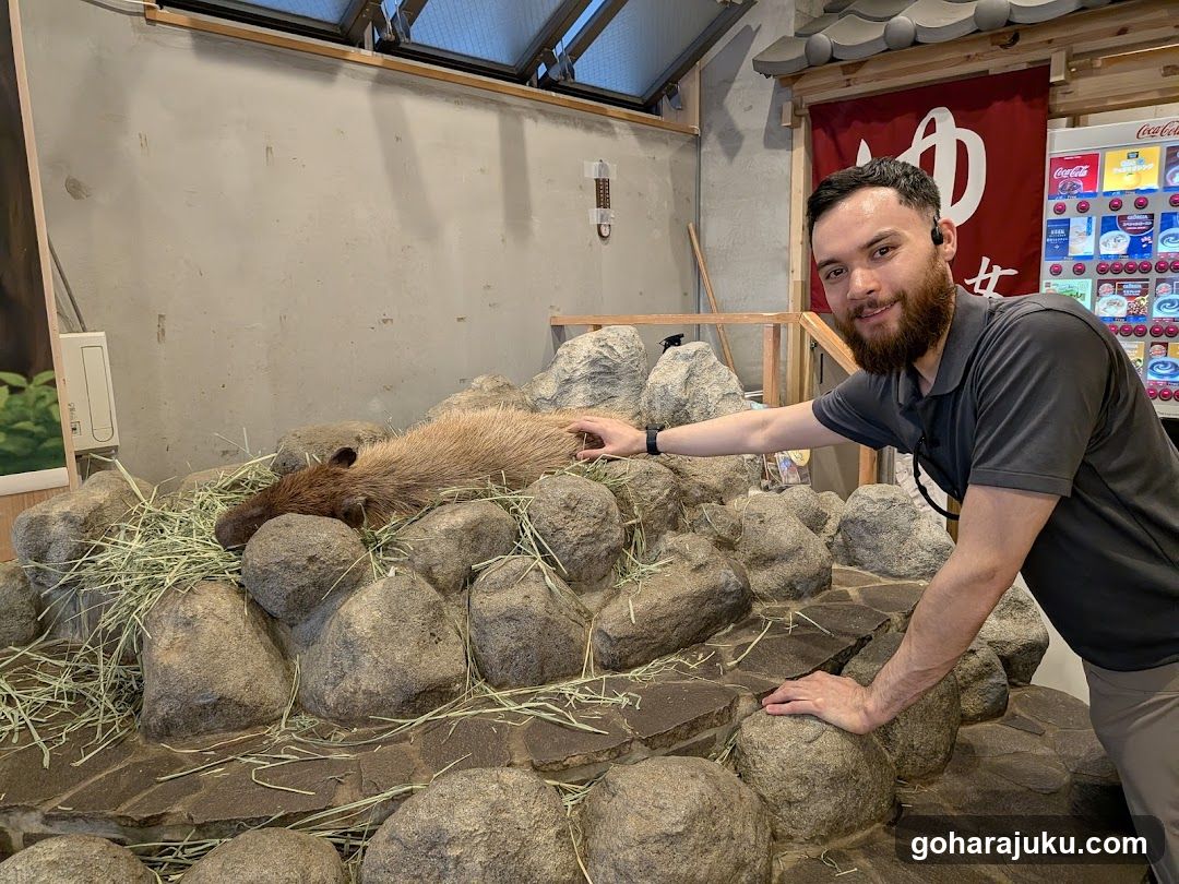 Man petting capybara in enclosure